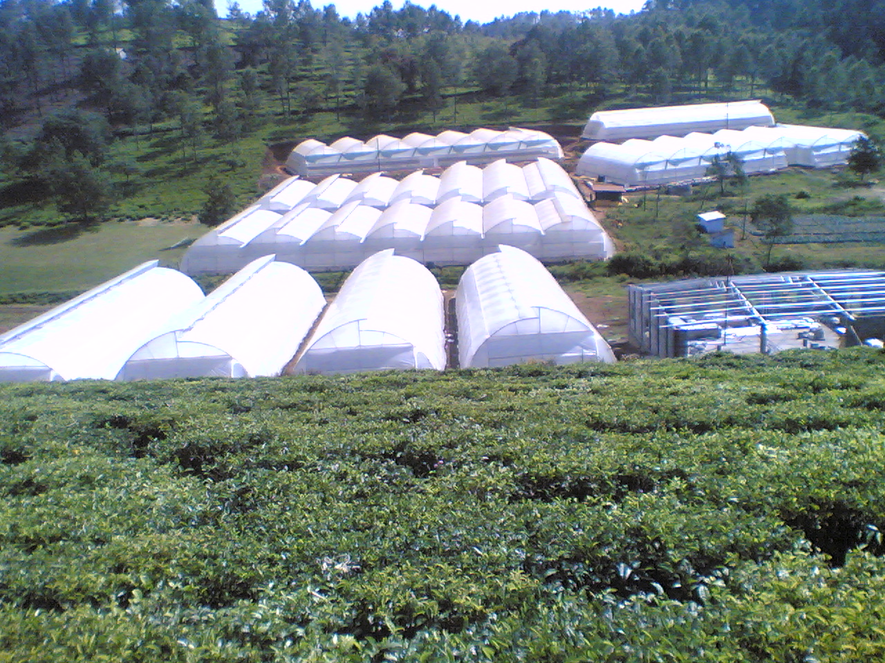 Greenhouse Project 1